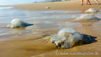 Quallen im Meer: Nur gucken, nicht anfassen! - Reise - Süddeutsche Zeitung - SZ.de