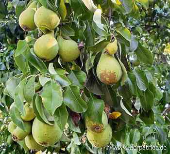 Obsternte im Kreis Soest: Was man jetzt wissen muss - Der Patriot Lippstädter Zeitung