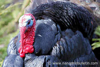 Gang of turkeys attack B.C. man, breaking both his hips and a finger