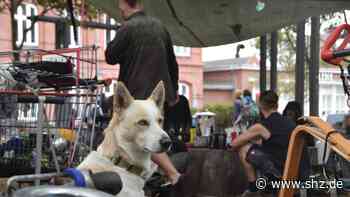 9-Euro-Punks auf Sylt 2022: Sylter Politiker rüsten sich für zweiten 9-Euro-Sommer - shz.de