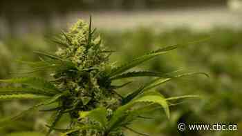 Aurora Cannabis acquires majority share of vegetable seedling, flower supplier