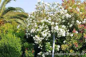 Badewasser aus Pools darf nicht versickern, warnt das Landratsamt - Kreis Emmendingen - badische-zeitung.de