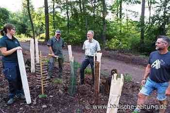 Abbaubare Wuchshüllen für Bäume sollen im Kreis Emmendingen Plastik ersetzen - Herbolzheim - badische-zeitung.de