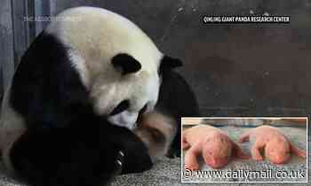 China welcomes birth of twin giant pandas that were born at a breeding center