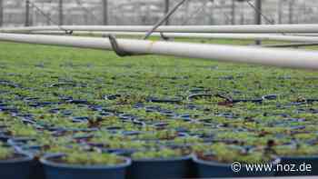 Teures Gas: So machen Energiepreise einem Gartenbaubetrieb aus Papenburg zu schaffen - NOZ