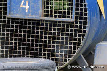 Four bears killed this month in Vancouver Island village, here’s why - Trail Times