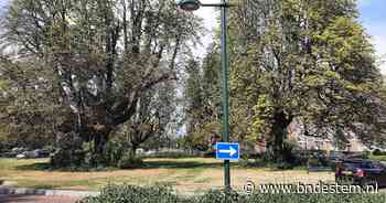 Dorstig en vol motten, maar toch halen de kastanjes van de Baronielaan het volgende jaar - BN DeStem