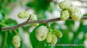 Here's What's Known About White Mulberry