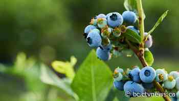 B.C. ALR land value: Abbotsford property increases 12-fold | CTV News - CTV News Vancouver
