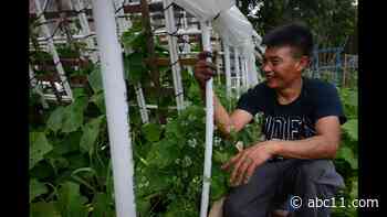 Global Garden helps refugees feel more at home in Chicago with food security, healing