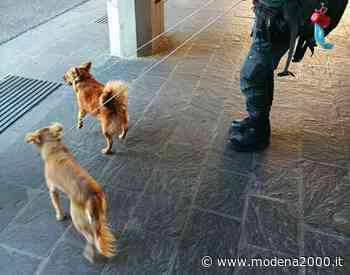 Modena: vanno in ferie e lasciano i cani in balcone. Denunciati - Modena 2000