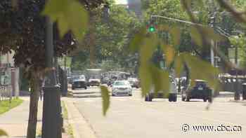 'Urban forest' plan to guide Fredericton's tree management in face of pests, development - CBC.ca