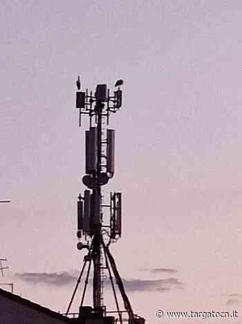 La sosta e il passaggio delle cicogne sui cieli di Bra - TargatoCn.it