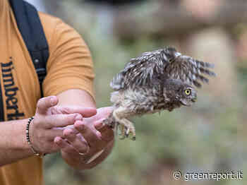Al Padule di Fucecchio la liberazione dei rapaci notturni curati dal Cetras di Empoli - Greenreport: economia ecologica e sviluppo sostenibile