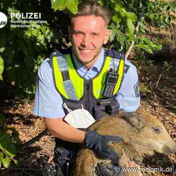 Polizei rettet Frischling in Iserlohn-Letmathe - Radio MK