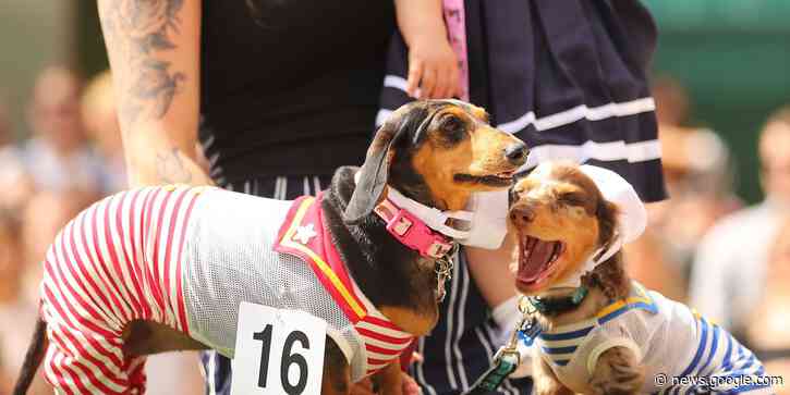 Stocks may be headed for another selloff according to RBC's 'hedge fund hot dogs' basket - MarketWatch