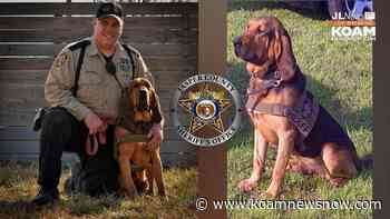 K9 Copper passes away; Jasper County Bloodhound Team is now a memory - KoamNewsNow.com