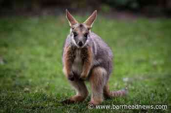 Missing wallaby found after three days on the run - Barrhead News
