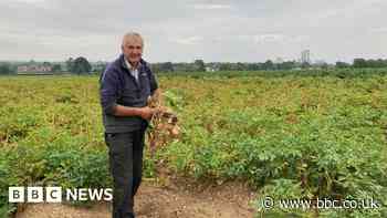 Rugby farmer: 'Drought means potatoes half the size of usual'