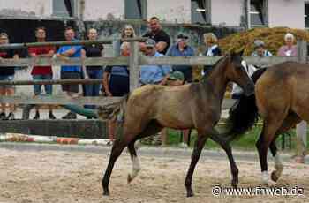 Zahlreiche Goldplaketten verliehen - Osterburken - Nachrichten und Informationen - Fränkische Nachrichten