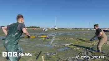 English Channel: Scientists use worms to solve algae threat - BBC