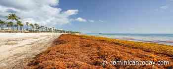 CODESSD works on a project to solve the sargassum problem in the Dominican Republic - Dominican Today