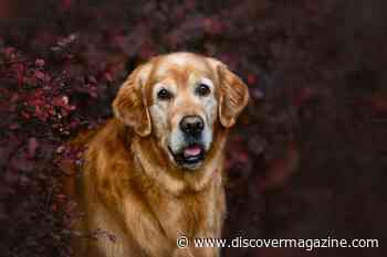 Risk Of Dementia In Dogs Increases With Age