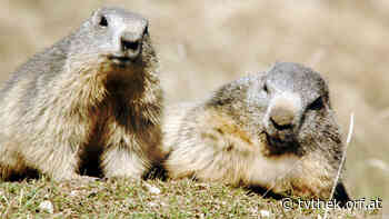 Expeditionen: Europa ungezähmt - Die Alpen vom 25.08.2022 um 14:35 Uhr - ORF-TVthek