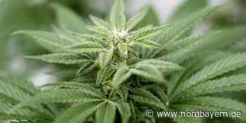 Marihuana im Vorgarten: Pflanzenbesitzerin sagt, sie wachsen aus "Samen des Vogelfutters" - Nordbayern.de