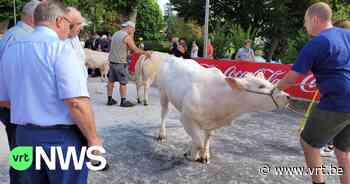 Zonovergoten jaarmarkt in Wemmel: "Beesten kijken en pintje drinken" - VRT NWS