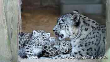 Tiere - Krefeld - Zwei Schneeleoparden kommen in Krefeld zur Welt - Wissen - Süddeutsche Zeitung - SZ.de