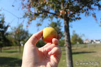 Kostenlos und gesund: Wo man in Giengen das Obst der städtischen Bäume pflücken kann - Heidenheimer Zeitung