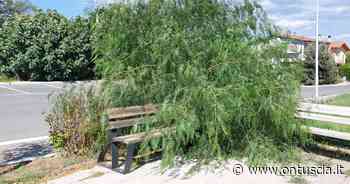 Pescia Romana, Sebastiani (Orizzonte): "Al posto del pratino all'inglese c'è una vera giungla con piante infestanti" - OnTuscia.it