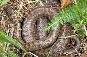 Schlingnatter in Hardheim heimisch - Hardheim - Nachrichten und Informationen - Fränkische Nachrichten