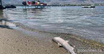 Hundreds of Salmon washing up on beaches in Osoyoos, B.C. - Global News