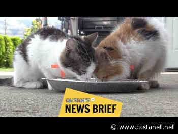 Osoyoos property inundated with cats a reflection of the spike in kitten population happening throughout the valley - Penticton News - Castanet.net