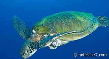 Tartaruga marinha apresenta tumores em sua pele - Notícias - R7 Lorena - R7