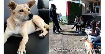 Escola de Imbituba acolhe vira-lata caramelo e conscientiza alunos sobre a defesa da causa animal - Portal AHora