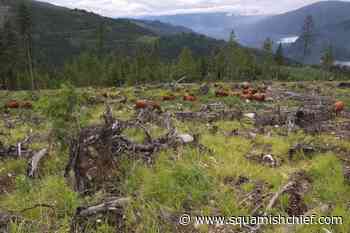 What is silvopasture? A complete guide for farmers, ranchers - Squamish Chief