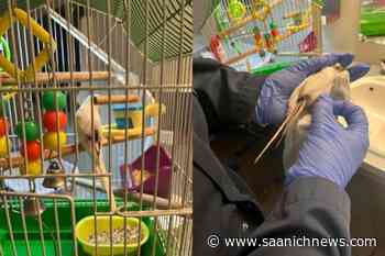 BC SPCA caring for 99 budgies found in West Kelowna home - Saanich News