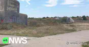 Exit exoten, enter grazende pony's: Sint-Laureinsduinen in Westende worden hersteld zoals vroeger - VRT NWS