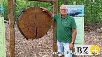 Sorgenlos auf dem Walderlebnispfad in Meerdorf - Braunschweiger Zeitung
