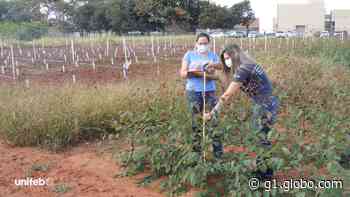 Curso de Agronomia do UNIFEB Barretos retoma parceria “Dia de Campo” no Parque do Peão - Globo