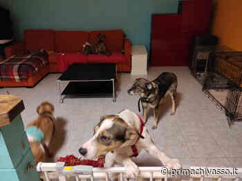 Canile abusivo in un condominio, sanzionata associazione - Prima Chivasso