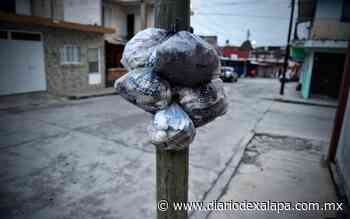 Problema de basura en Coatepec persiste; ¿qué opinan vecinos del servicio? - Diario de Xalapa