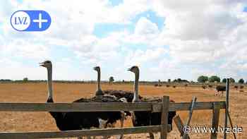 Ein Hauch von Afrika – gleich in Oschatz um die Ecke - Leipzig - Leipziger Volkszeitung