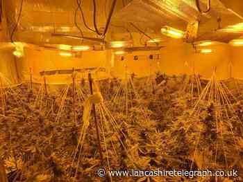 124-plant cannabis grow spanning two houses uncovered by police