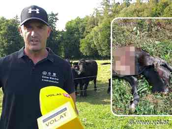 Wolfsriss am Bodensee? Zwei tote Kälber in Lindau - VOL.AT