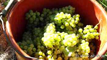 Ernte bereits im August: Wie wird der Jahrgang 2022? In Lindau beginnt die Weinlese - Kempten - all-in.de - Das Allgäu Online!