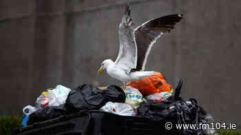 'Anti-seagull' bin bags to be trialled in Dublin -  FM104